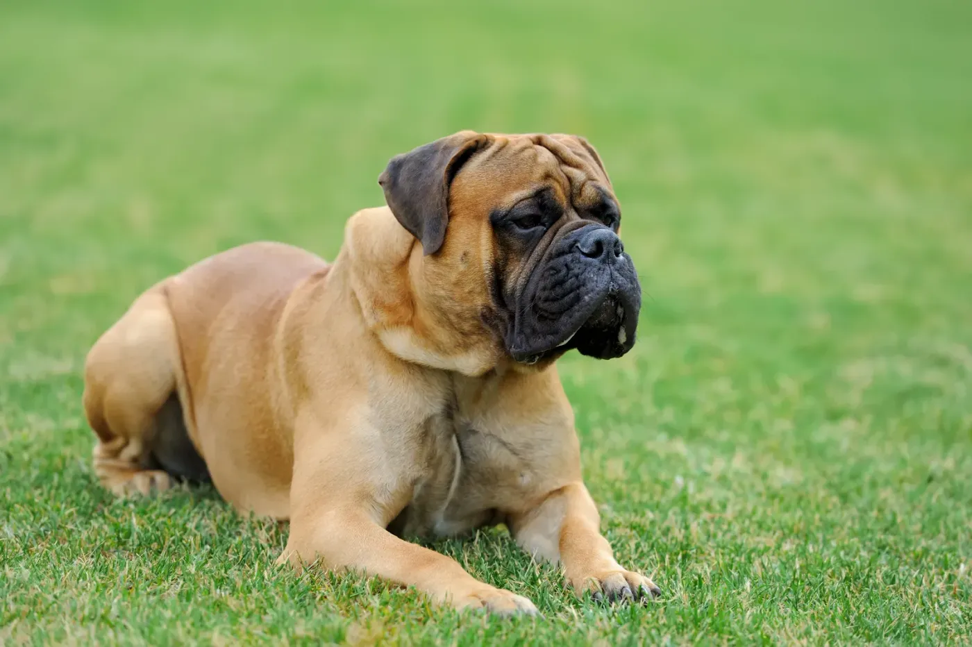 Mastiff lying on a lawn with its tongue out