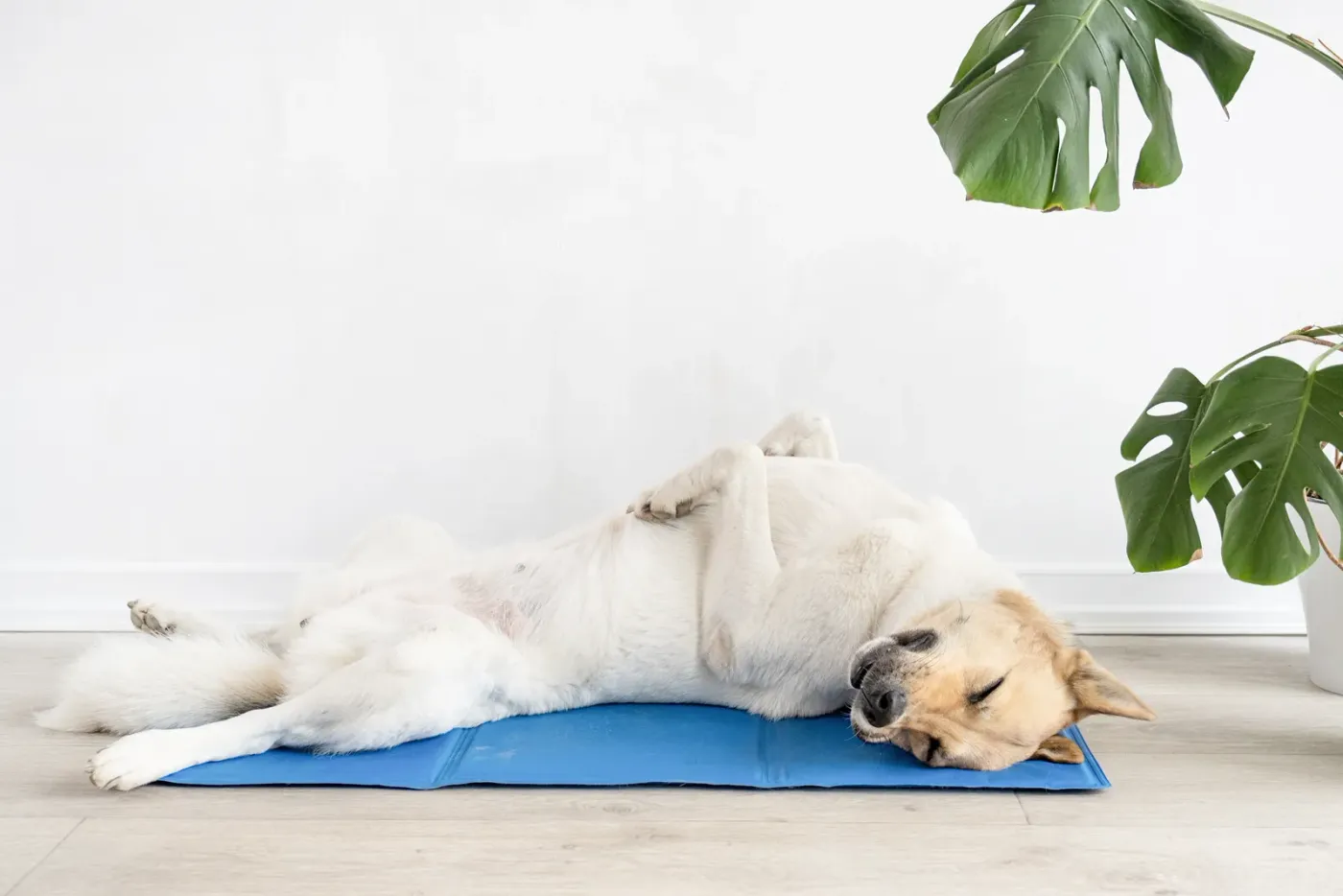 Dog asleep on a cooling mat by a window
