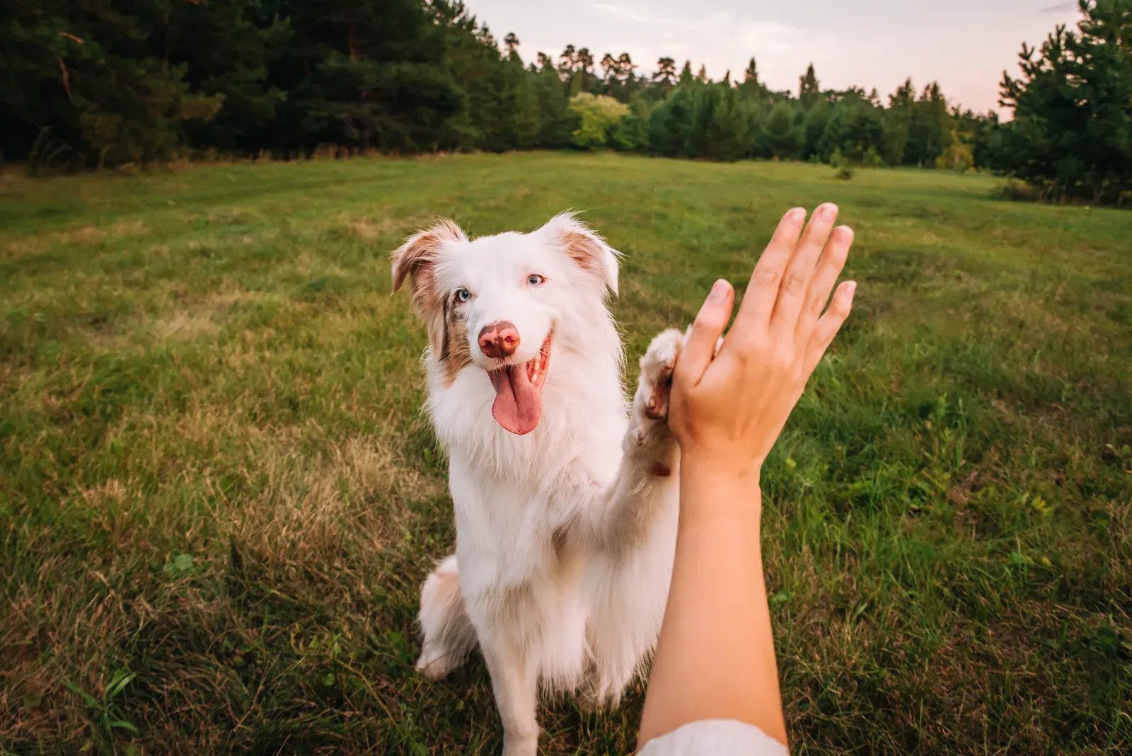 Happy dog raising a paw to meet an outstretched hand in a green meadow