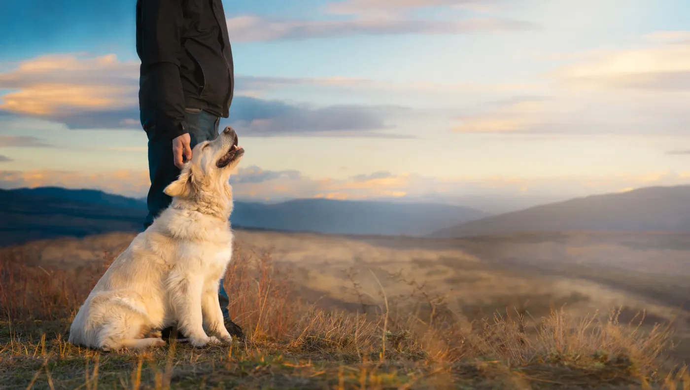 Dog sitting calmly at its owner's feet on a mountain lookout at golden hour