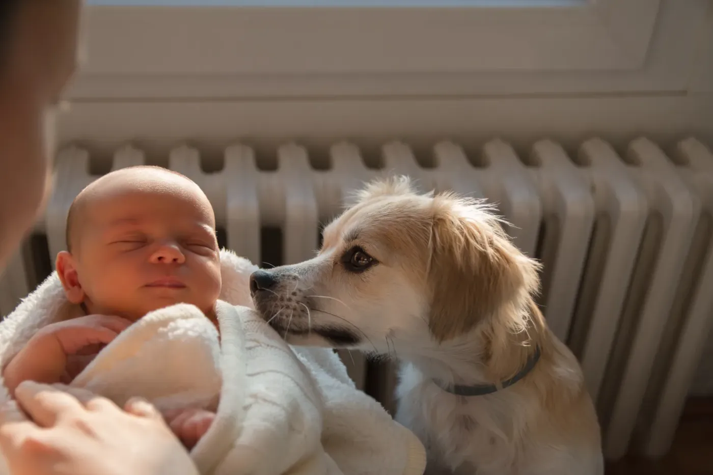 Dog gently sniffing a newborn held by its parent