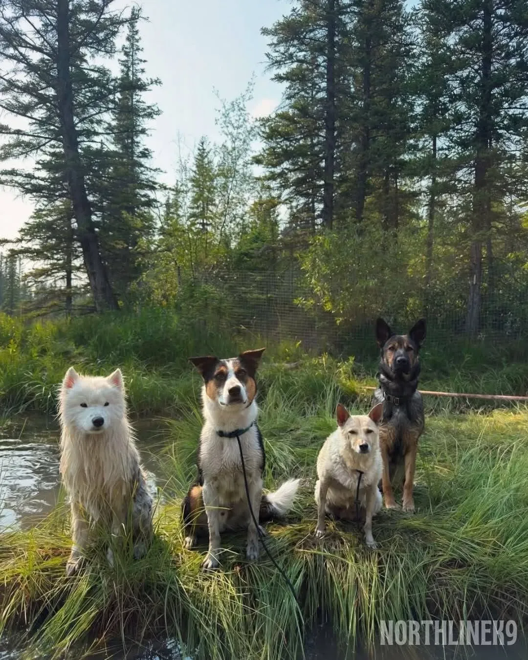 Four dogs posing together on a creek bank between spruce trees