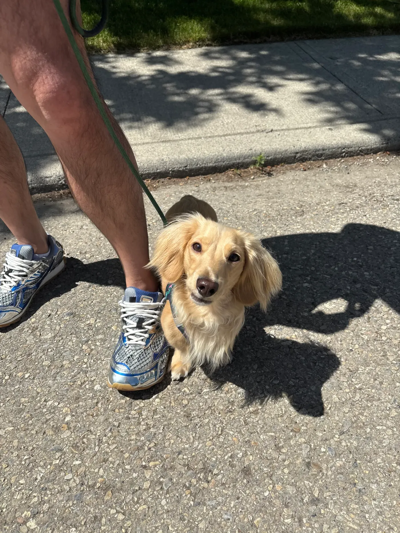 Cream long-haired dachshund walking politely on leash beside its owner