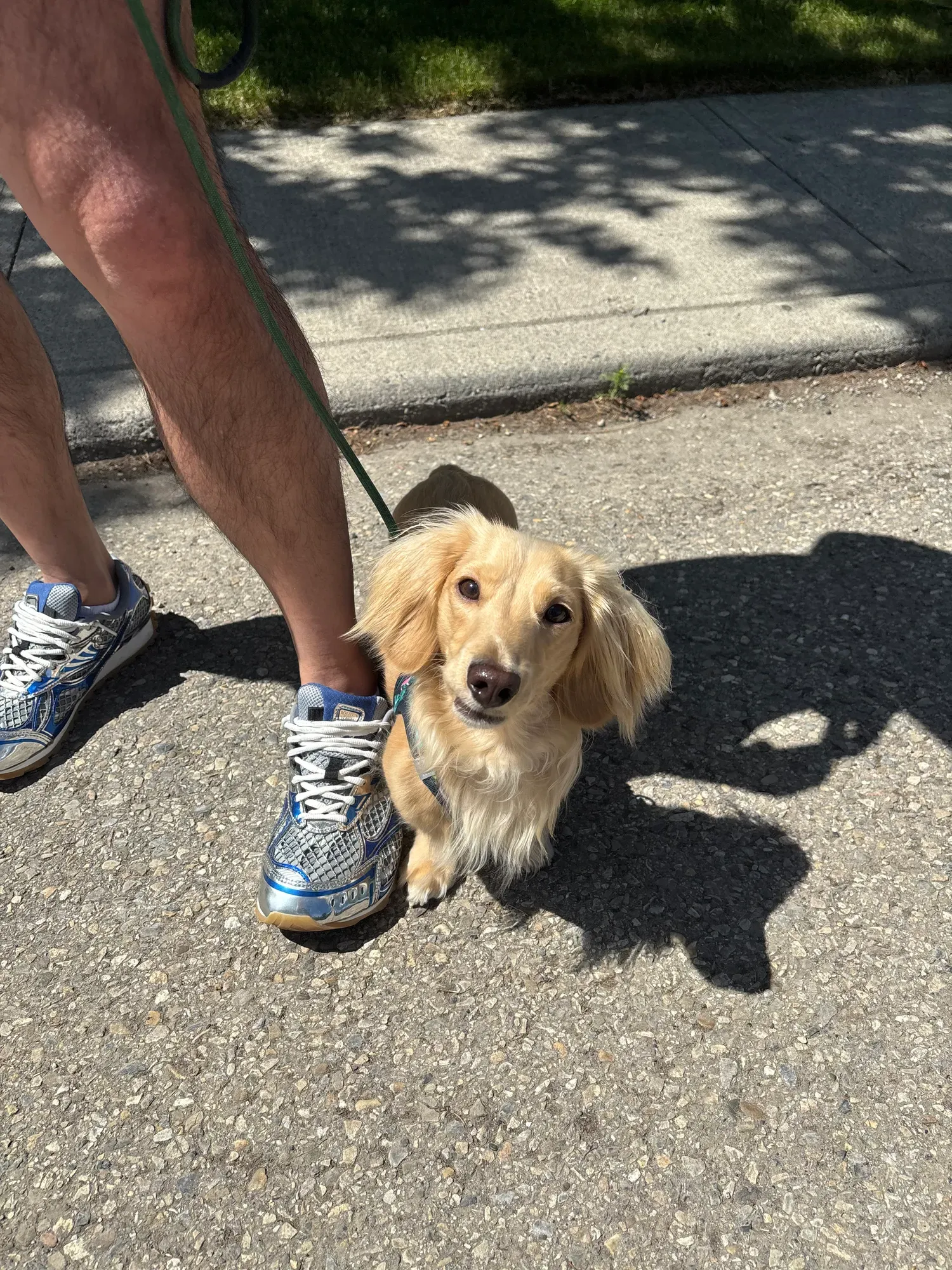 Cream long-haired dachshund walking politely on leash beside its owner