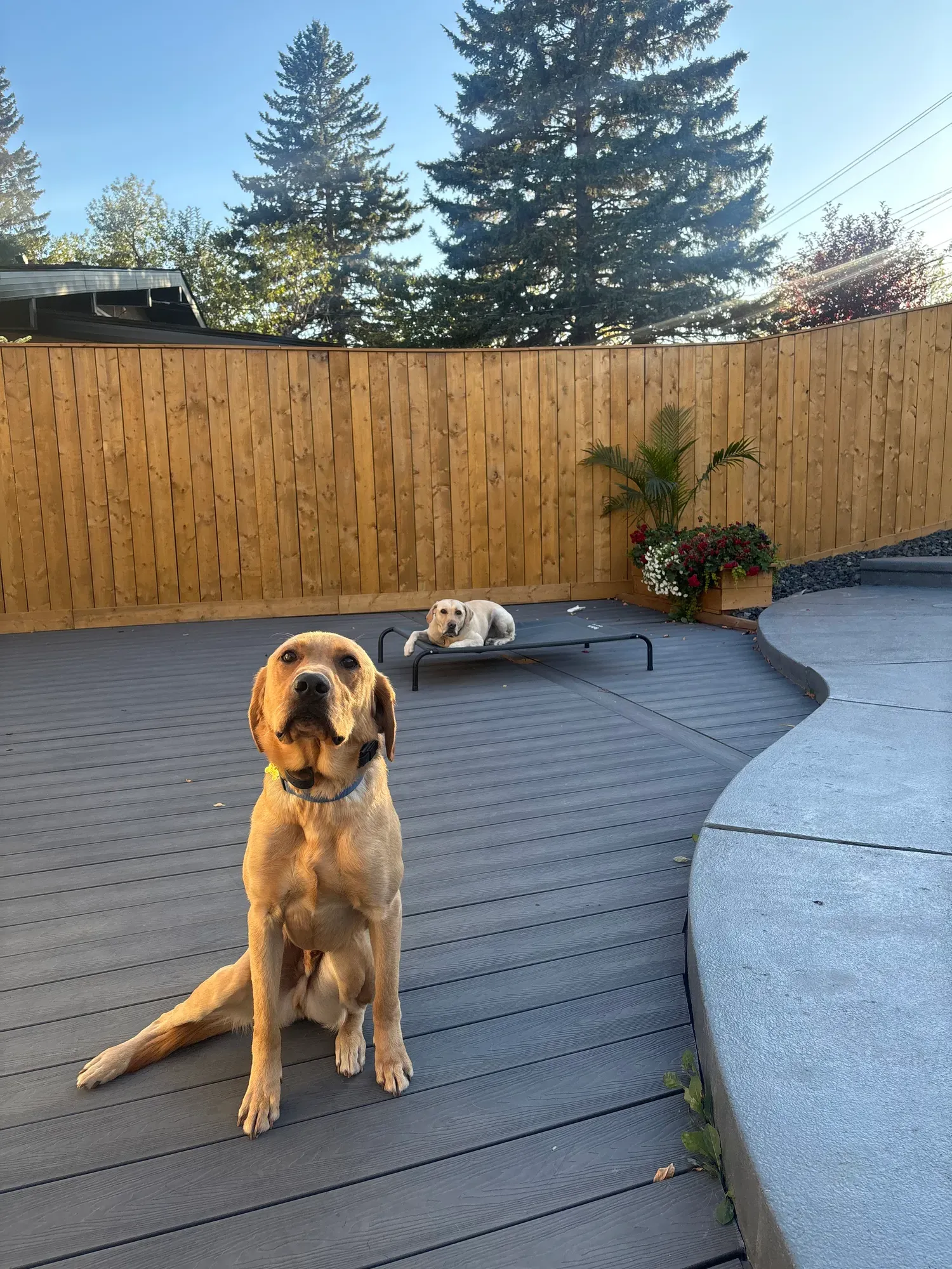 Dog relaxing on the backyard deck during a boarding stay