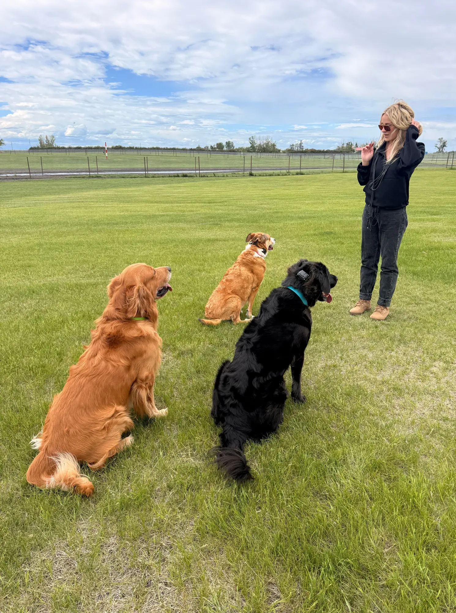 Kaitlin holding three dogs in a calm group sit-stay on an open grass field