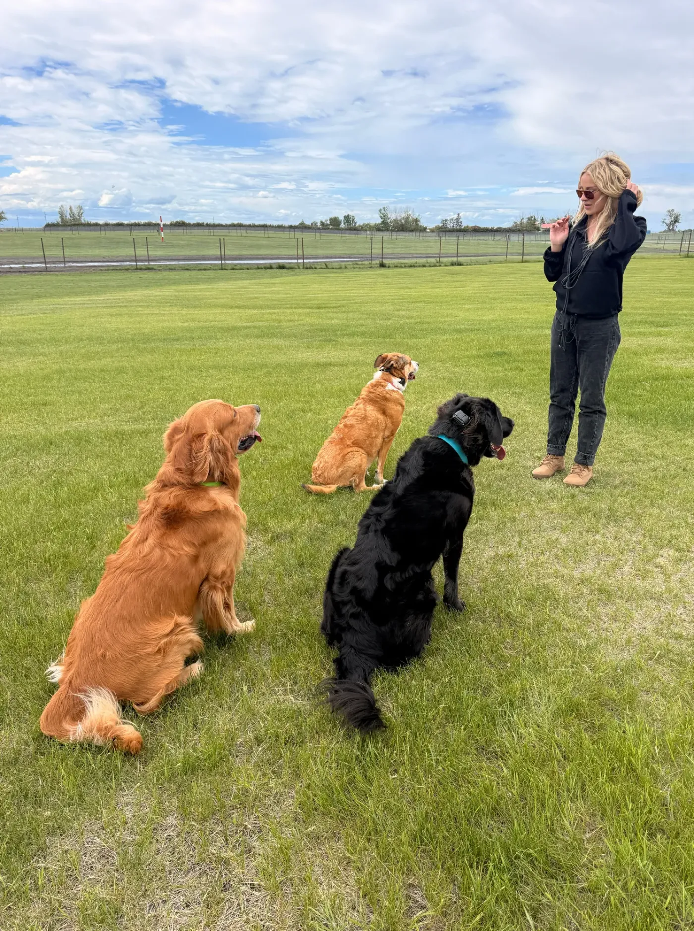 Trainer holding three dogs in a calm group sit-stay on an open grass field