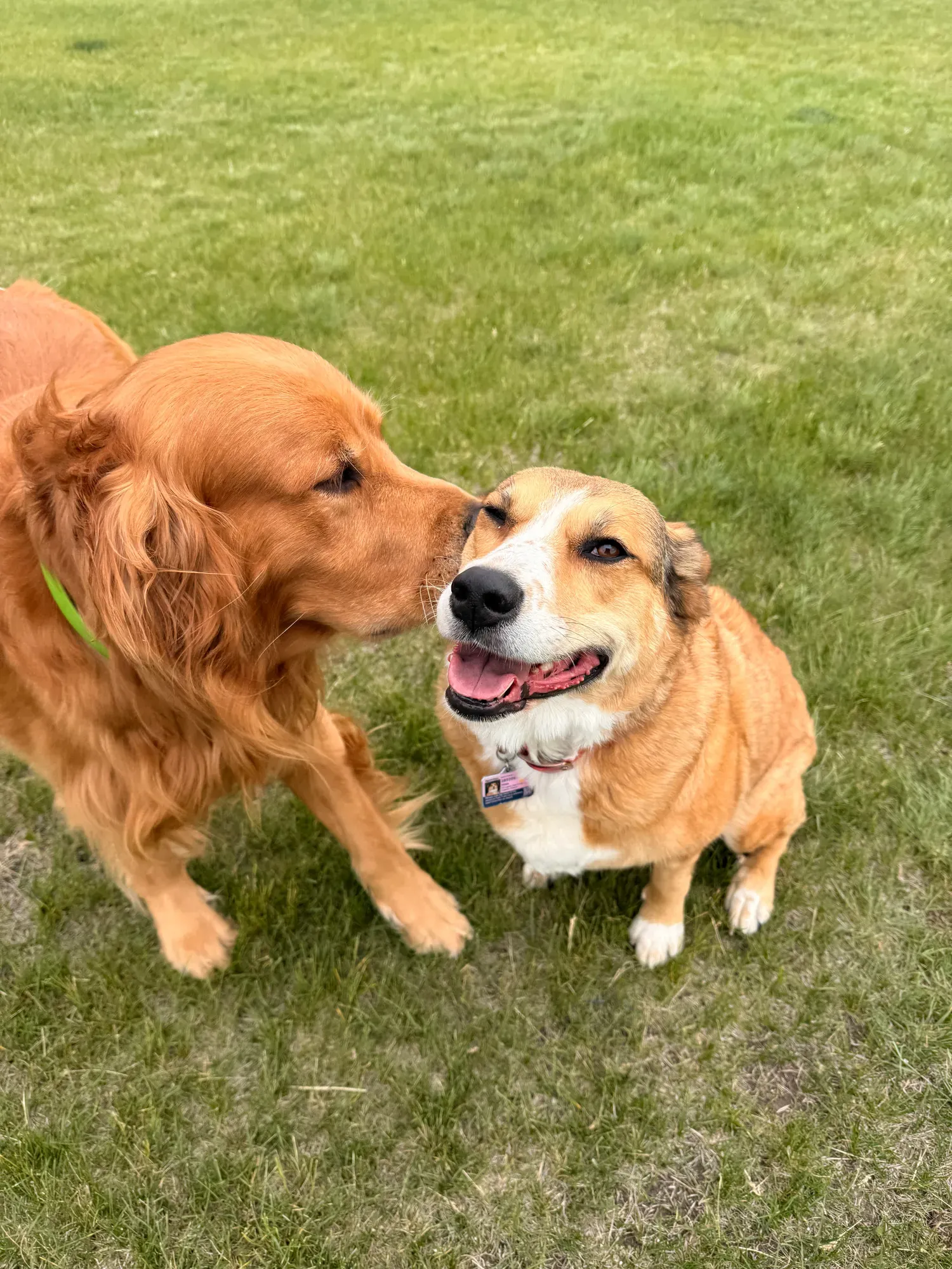 Golden retriever and a smiling corgi cross side by side on the grass