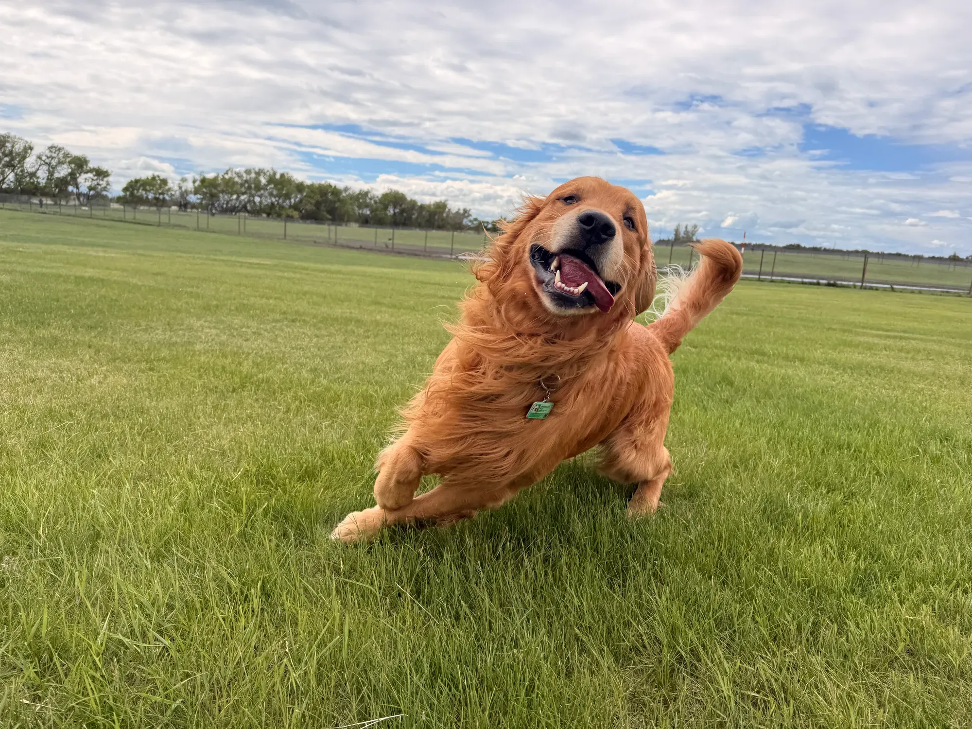 Golden retriever in full sprint across a green training field