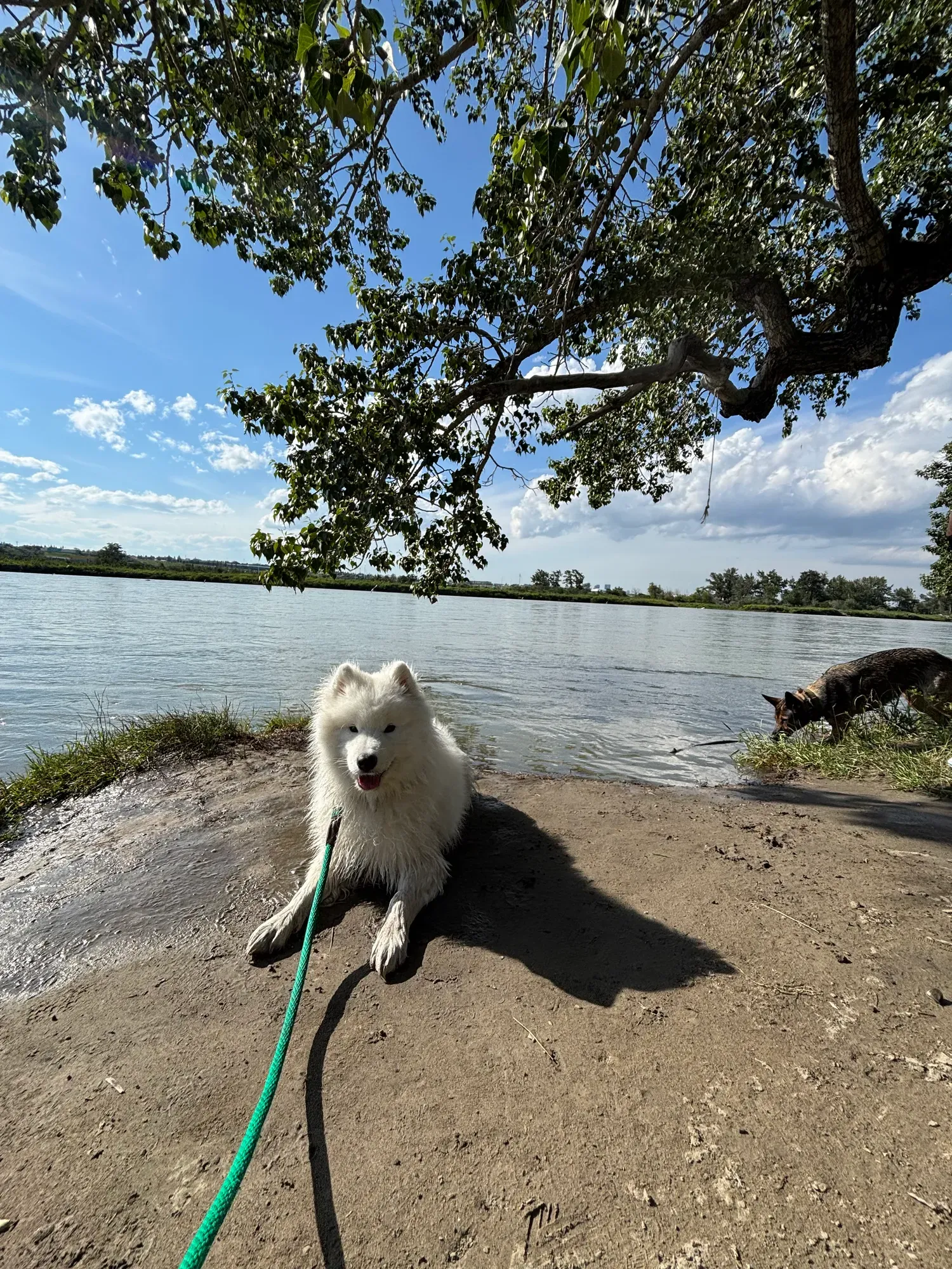 Samoyed resting on a lakeside rock during long-line training