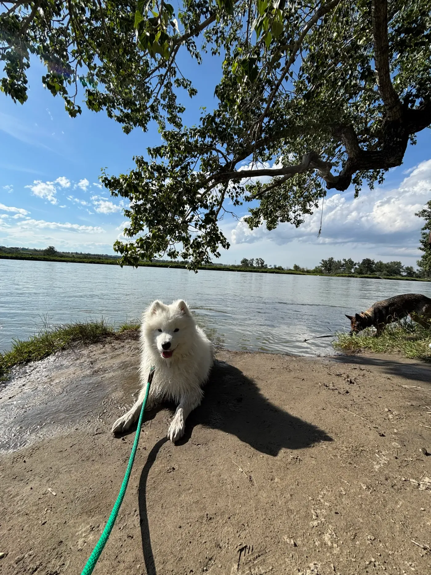 Samoyed resting on a lakeside rock during long-line training