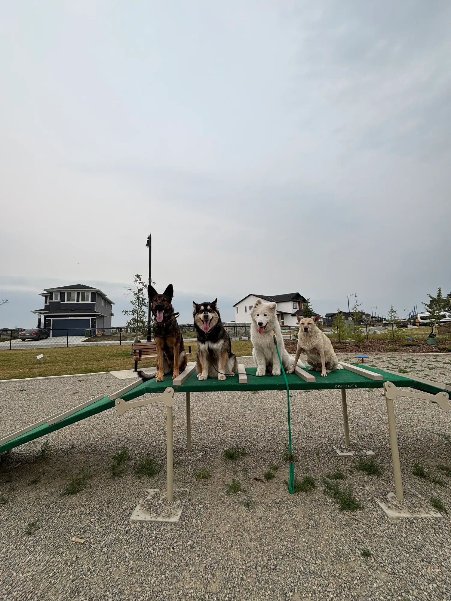 Four dogs balancing in a row on a park agility beam during day training