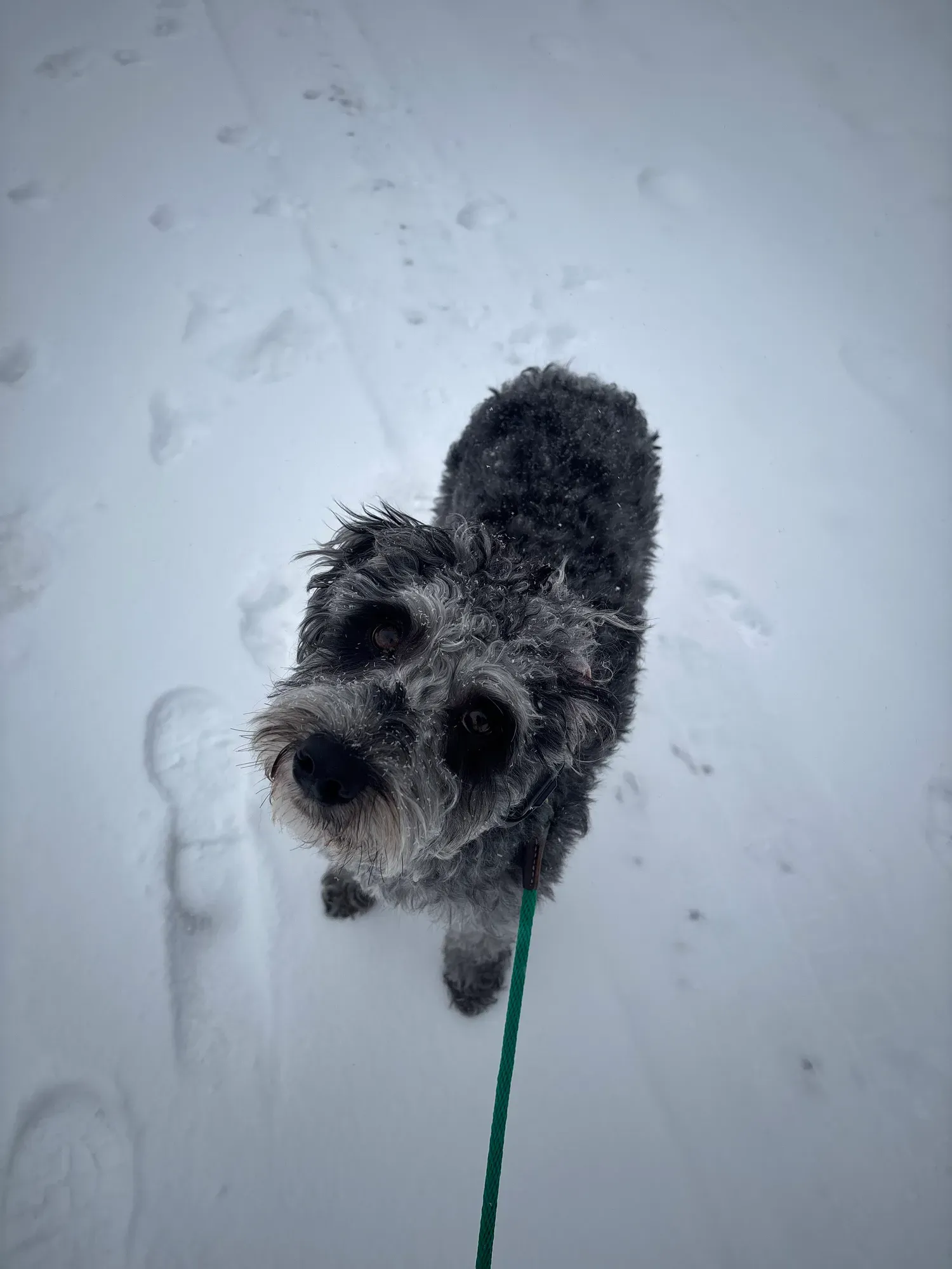 Grey doodle puppy looking up from a snowy path, training through a Calgary winter
