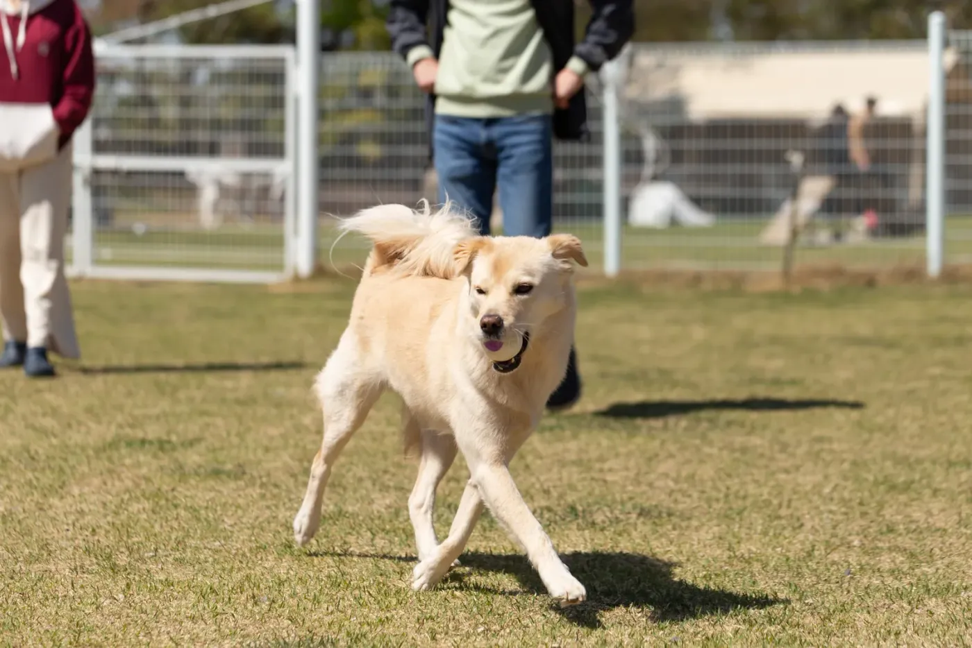 Yellow lab trotting inside a fenced off-leash dog park