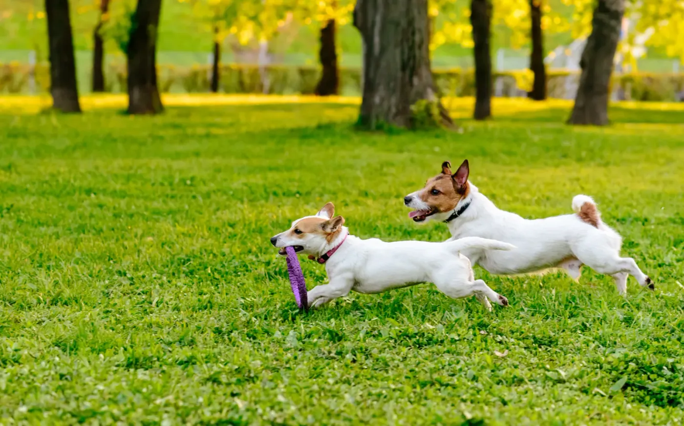 Two small dogs racing across an off-leash park lawn