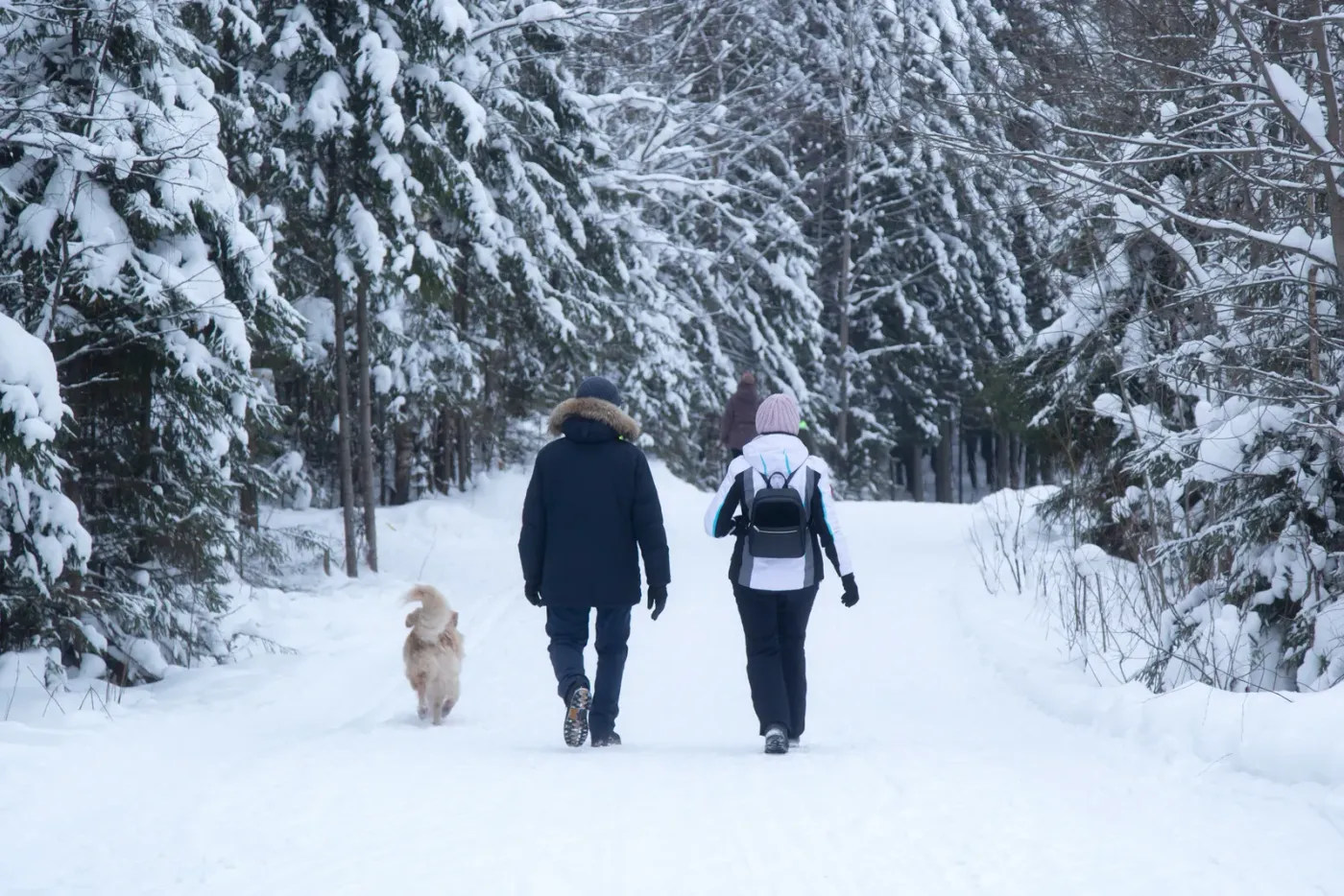 Two people walking a dog along a snowy forest trail