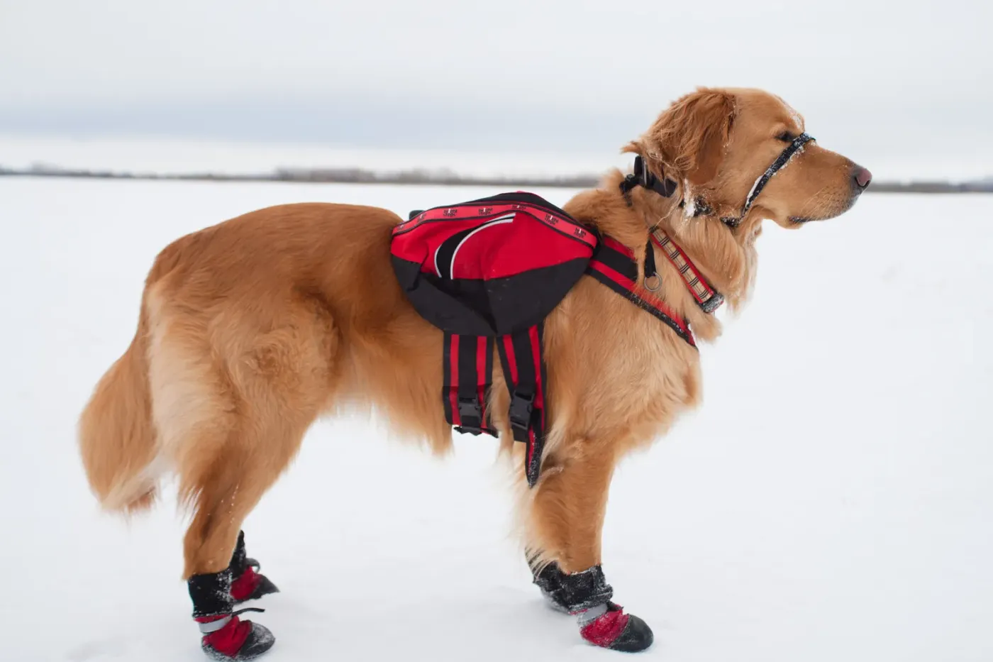 Golden retriever wearing boots and a red jacket in the snow