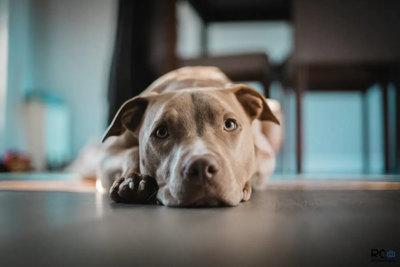Fawn pit bull type dog lying calmly on a hardwood floor