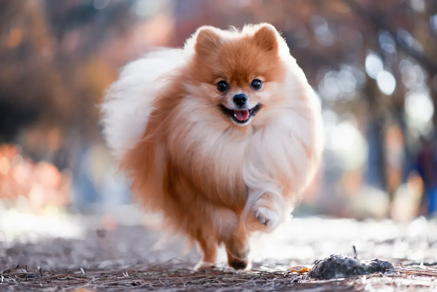 Pomeranian trotting along a park path