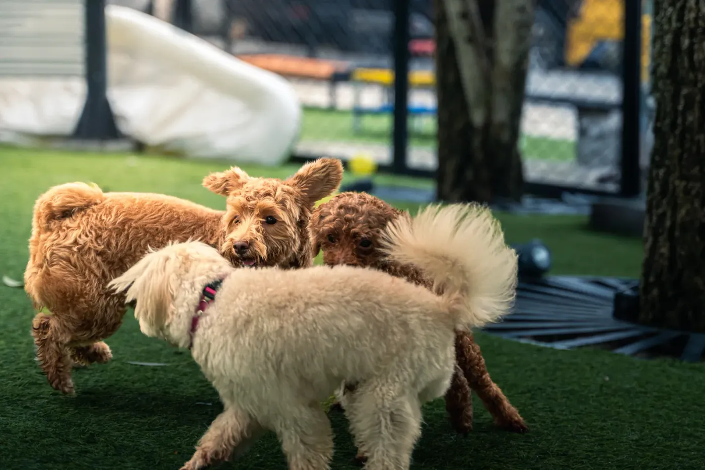 Three curly poodle mixes playing on artificial turf