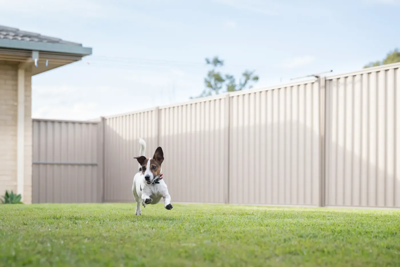 Small dog running across a fenced backyard lawn