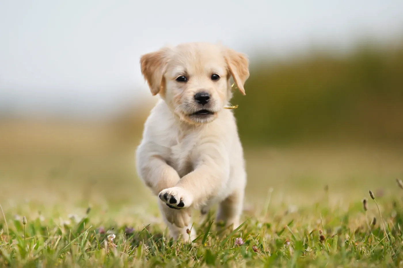 Golden retriever puppy bounding through the grass toward the camera