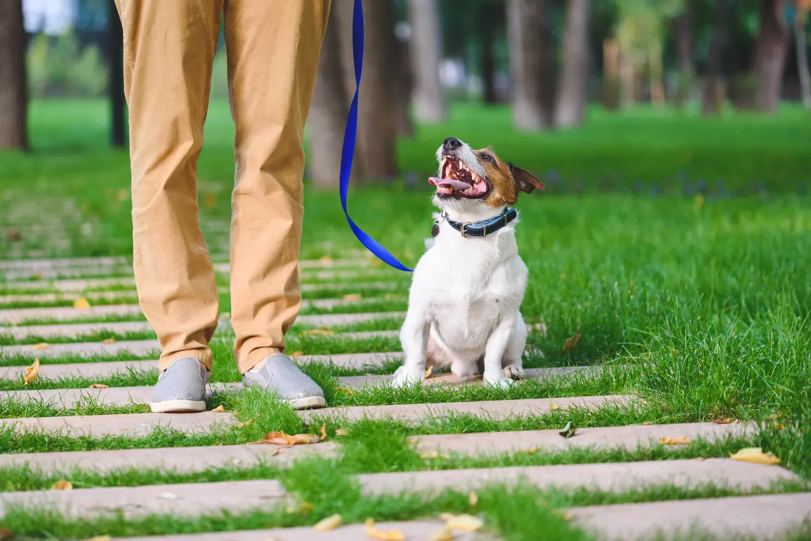 Young dog sitting attentively on lead during a training session