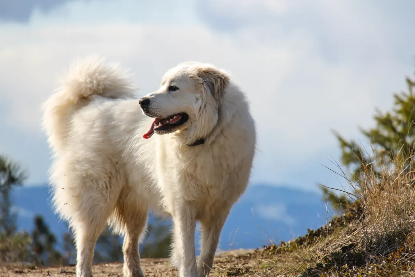 Great Pyrenees standing on a hillside with mountains behind