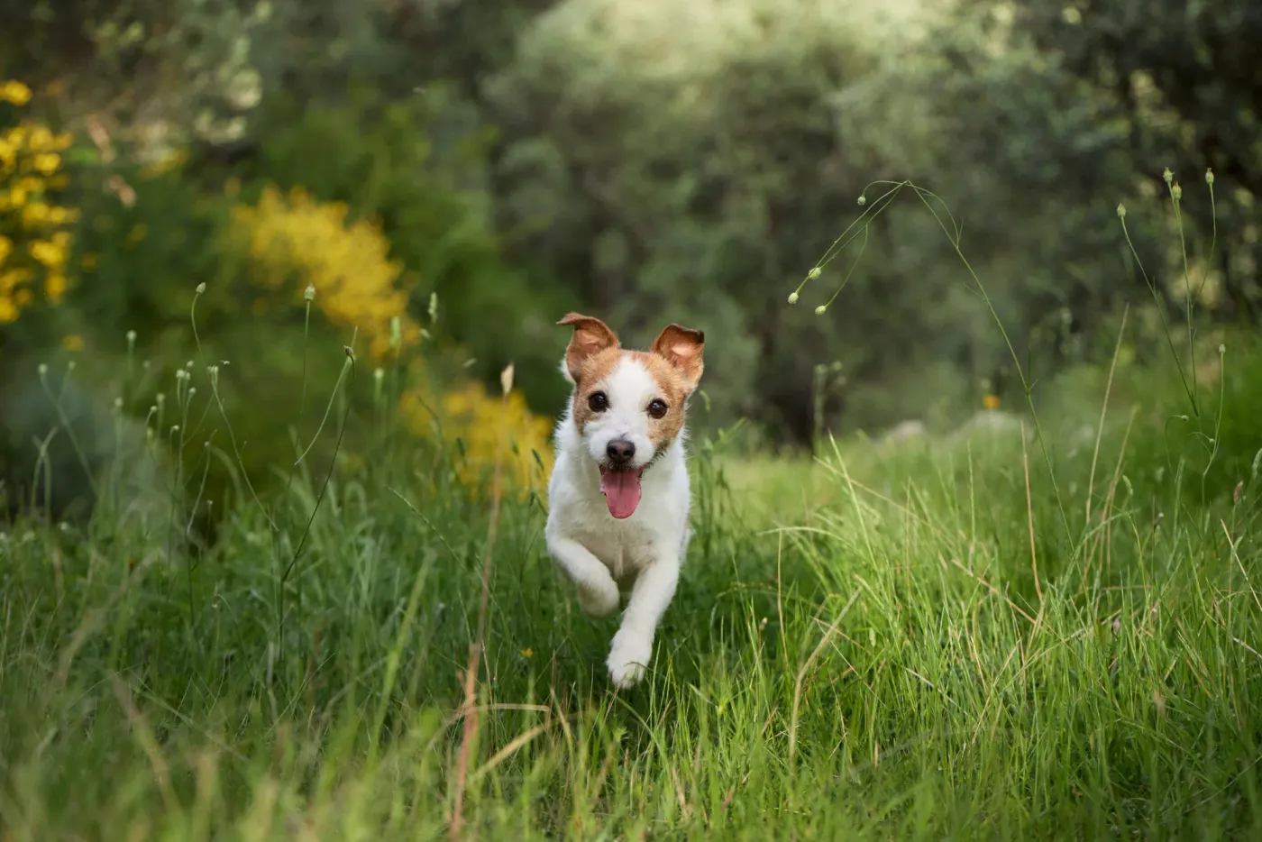 Happy dog sprinting through tall grass straight toward the camera