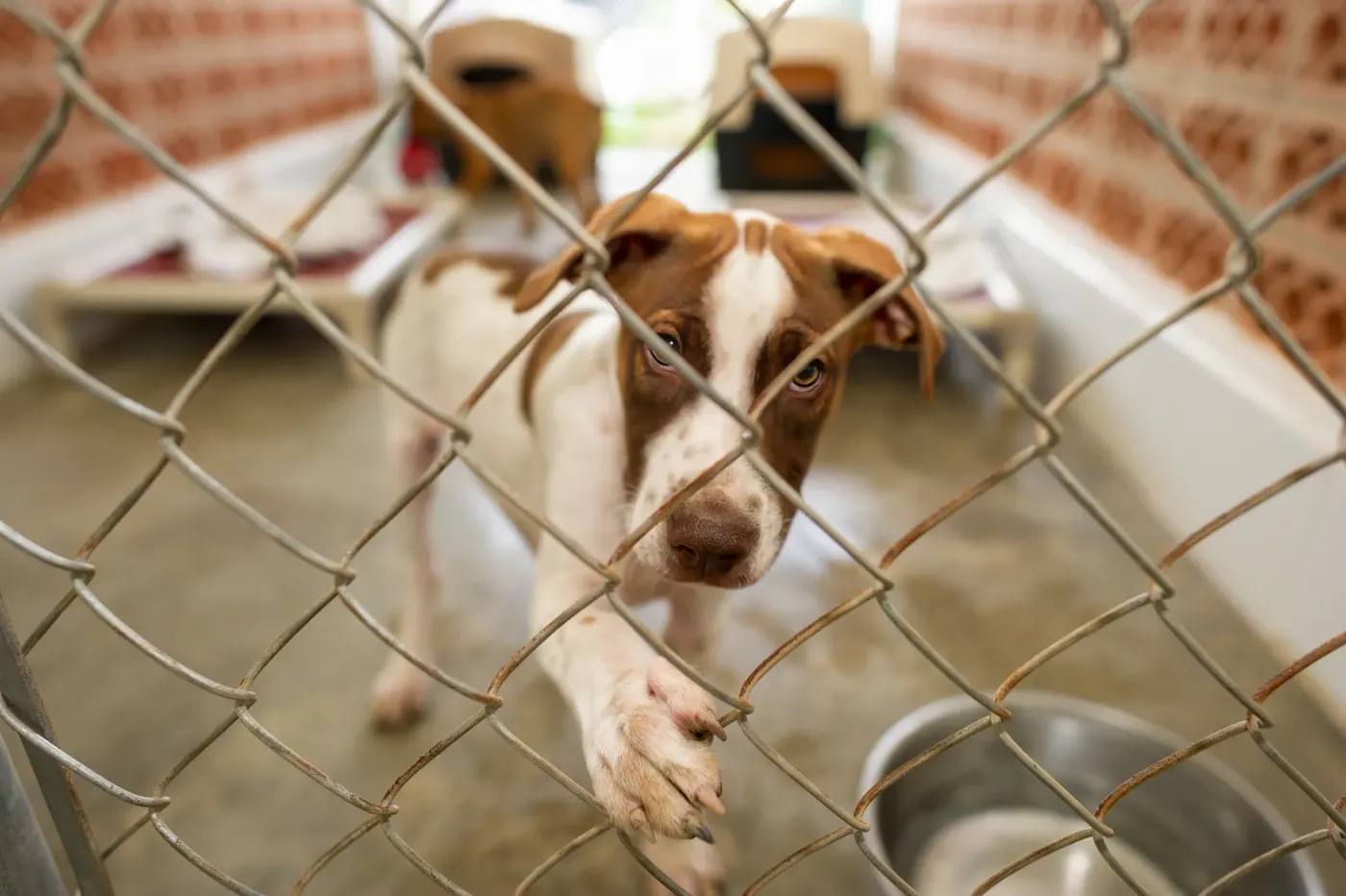 Dog looking through the wire of a shelter kennel