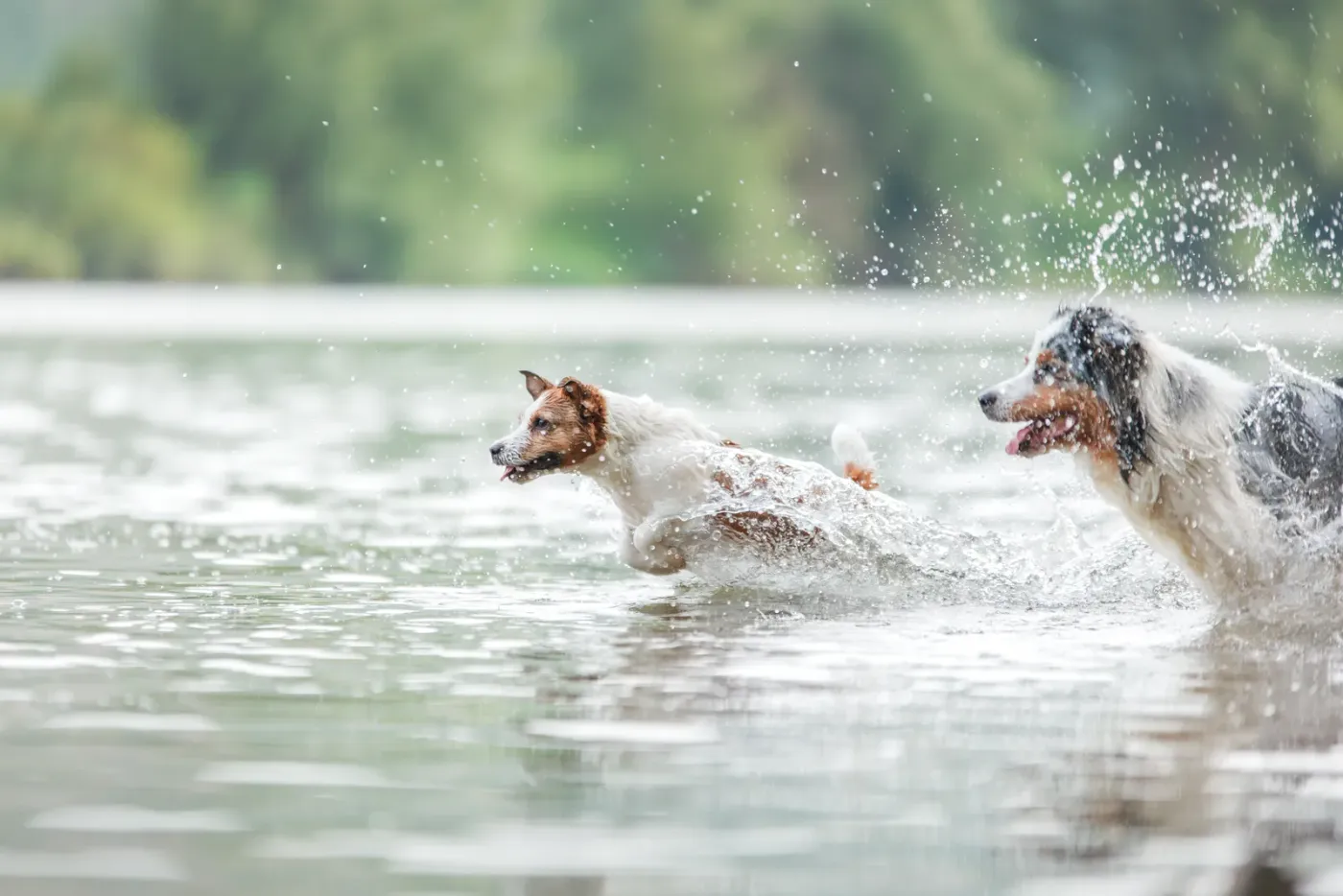 Two dogs splashing through shallow water