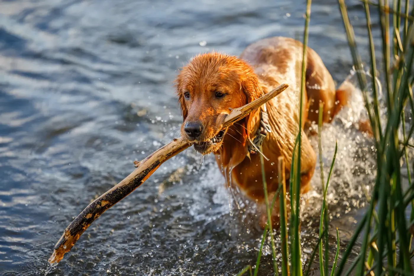 Golden retriever wading out of a river with a stick