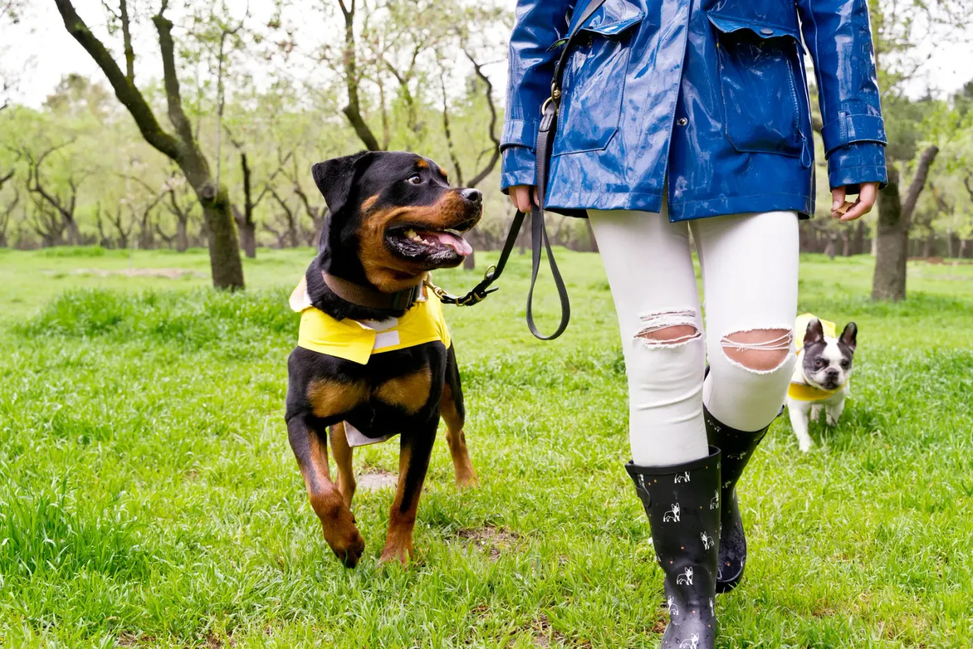 Rottweiler walking on leash beside its owner across a park