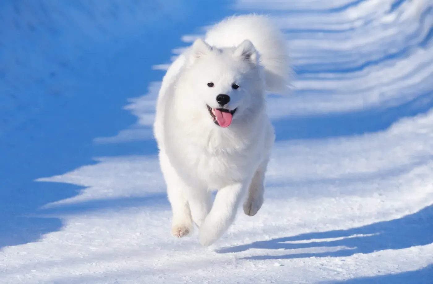 Samoyed running across a snowfield