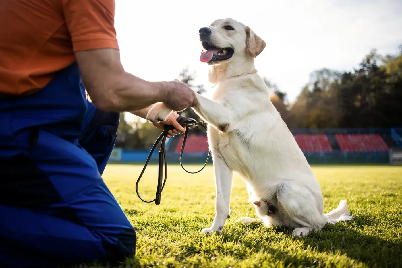 Trainer holding a leash while a yellow lab offers a paw on a sports field