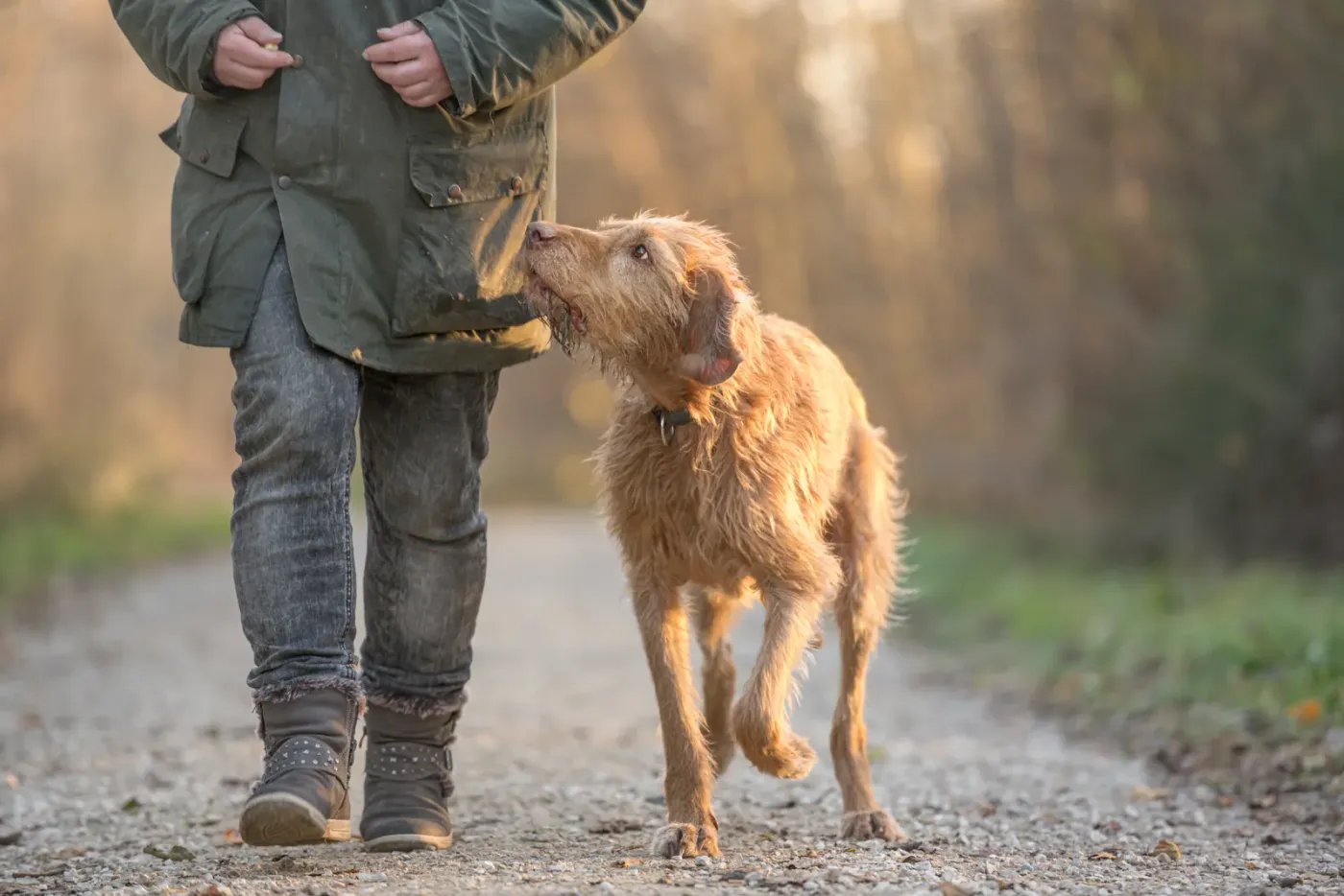 Scruffy older dog walking beside its owner on a gravel path