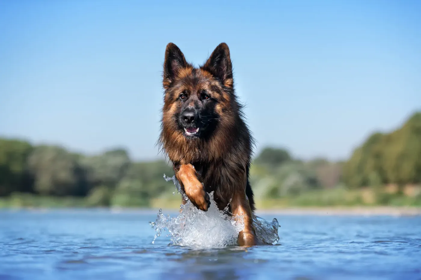 German shepherd charging through shallow river water