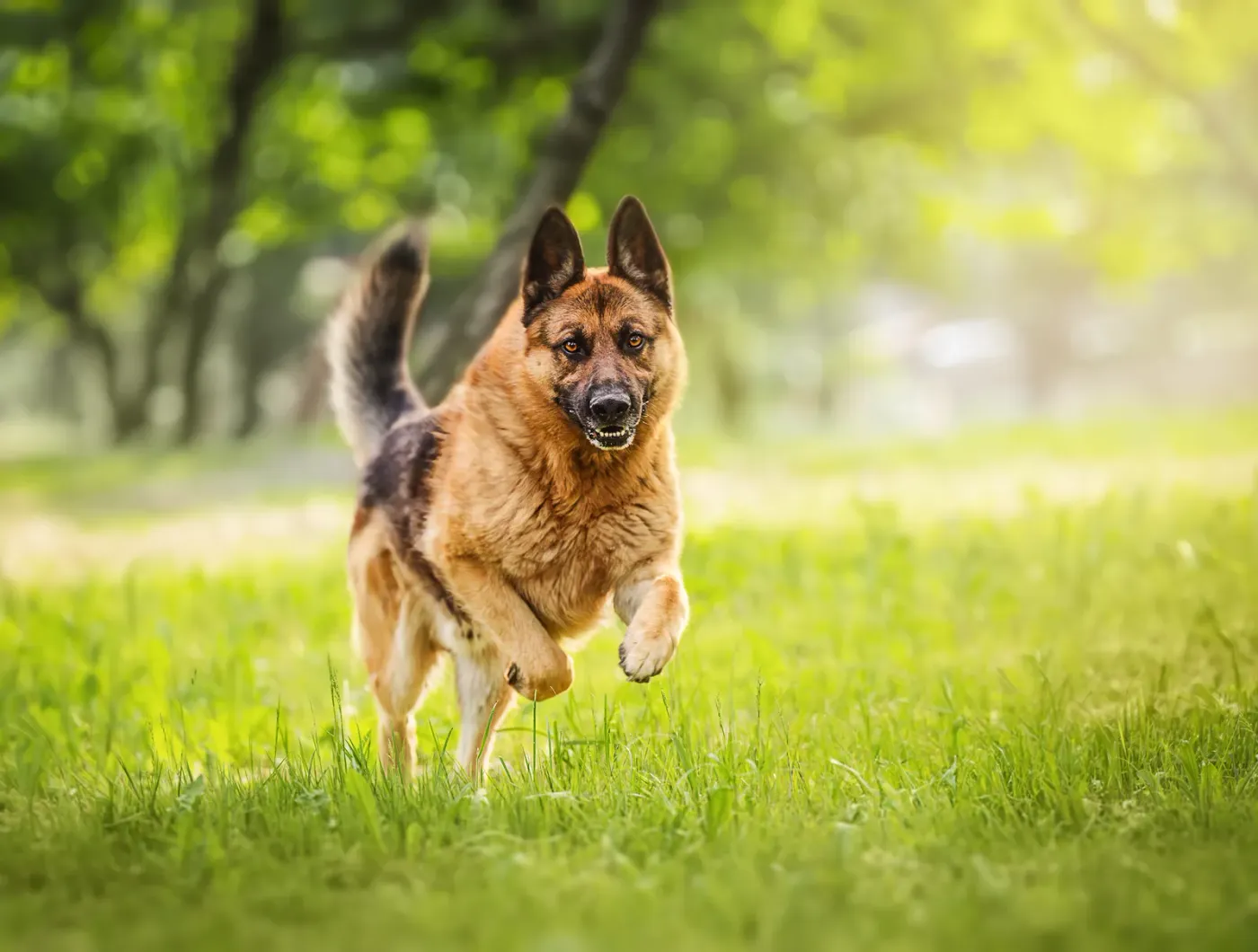 German shepherd running through long grass