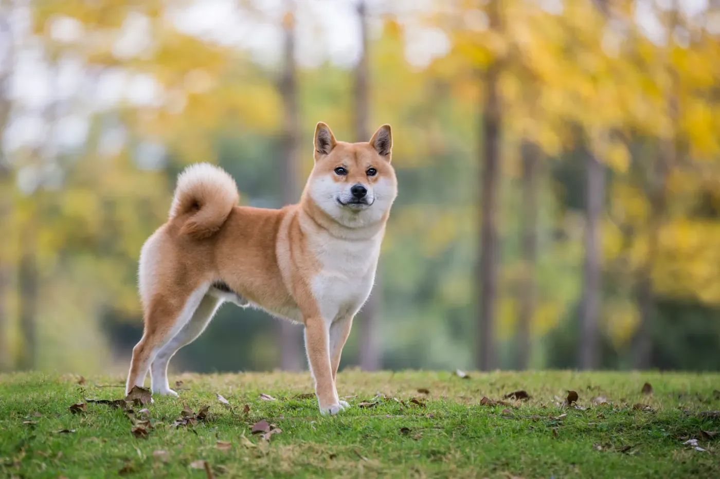 Shiba inu standing on a lawn in an autumn park
