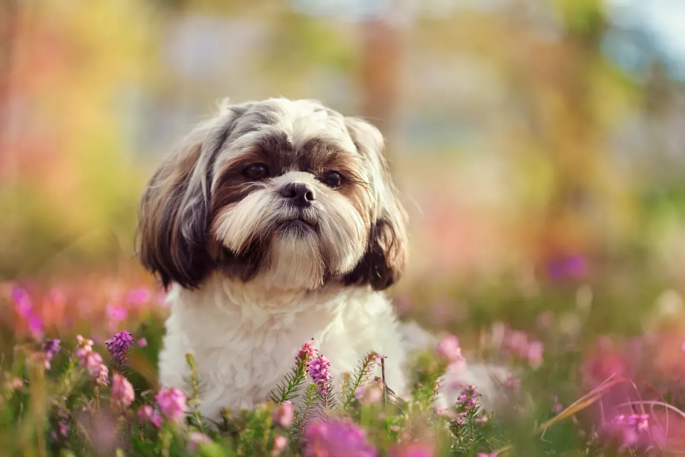 Shih tzu sitting among pink wildflowers