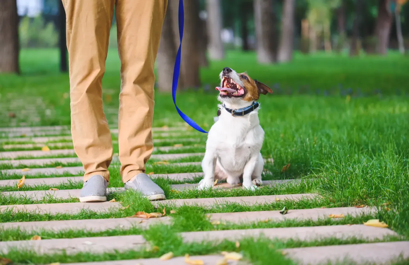 Woman walking and training a dog on leash