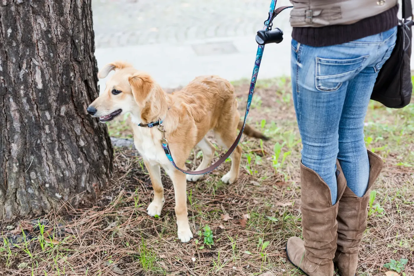 Dog straining on a leash toward a tree while its owner holds firm