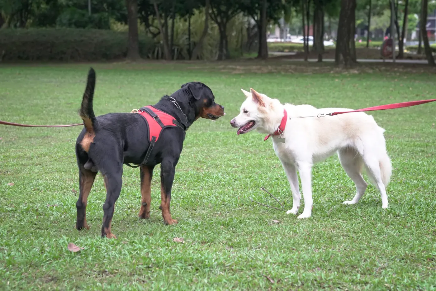 Rottweiler and a white husky greeting nose to nose on a grass field