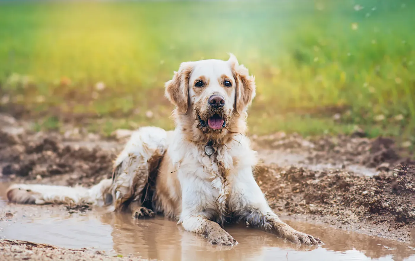 Golden retriever lying in a mud puddle, covered head to tail