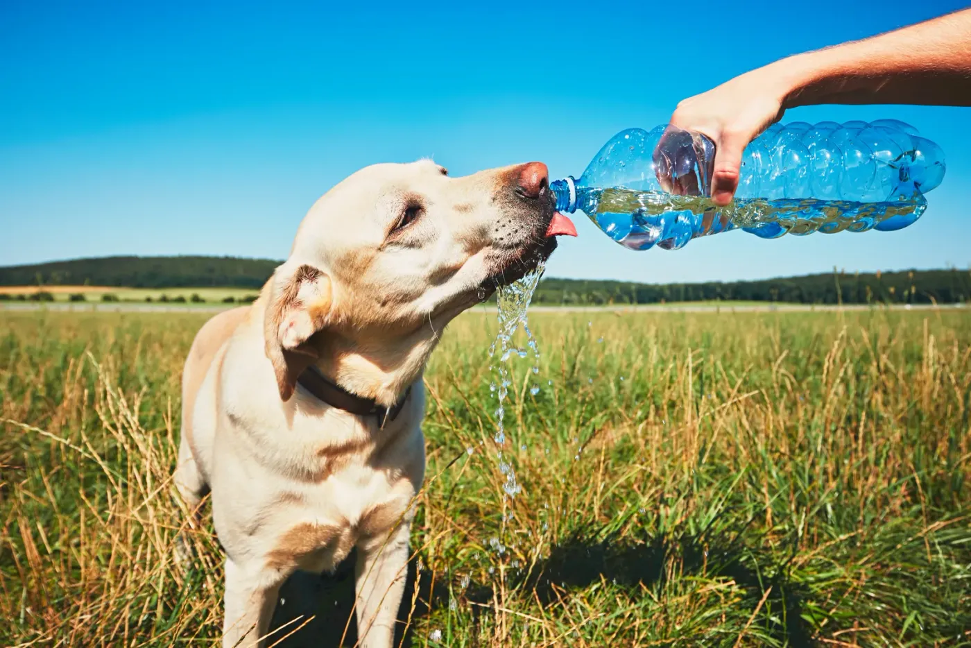 Yellow lab drinking water from a bottle in a sunny field