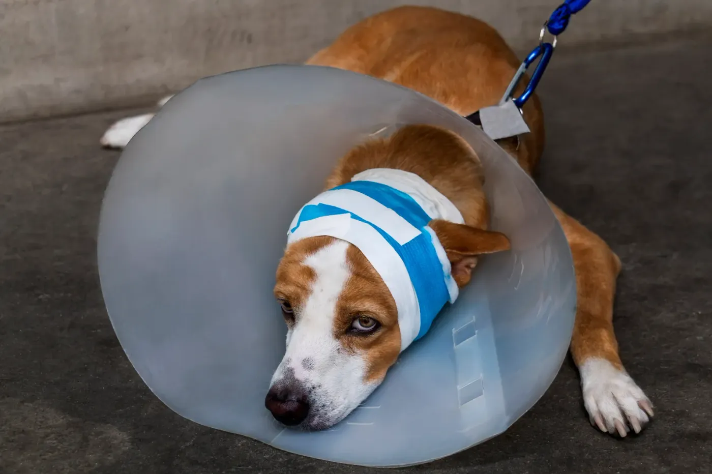 Dog in a recovery cone lying on the floor