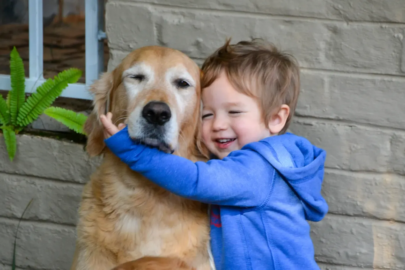 Toddler hugging a patient golden retriever