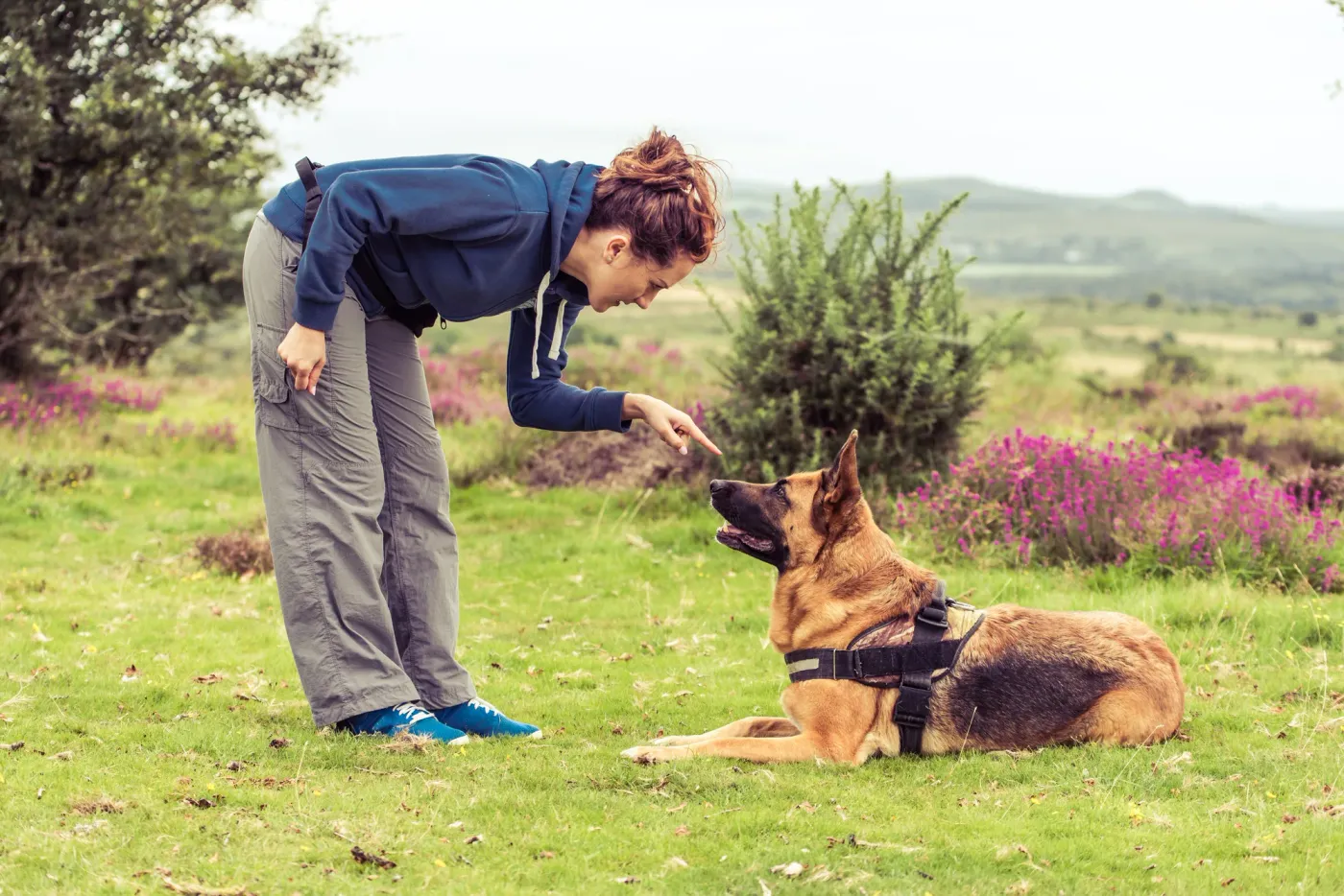 Trainer working with an attentive German shepherd lying in a wildflower field