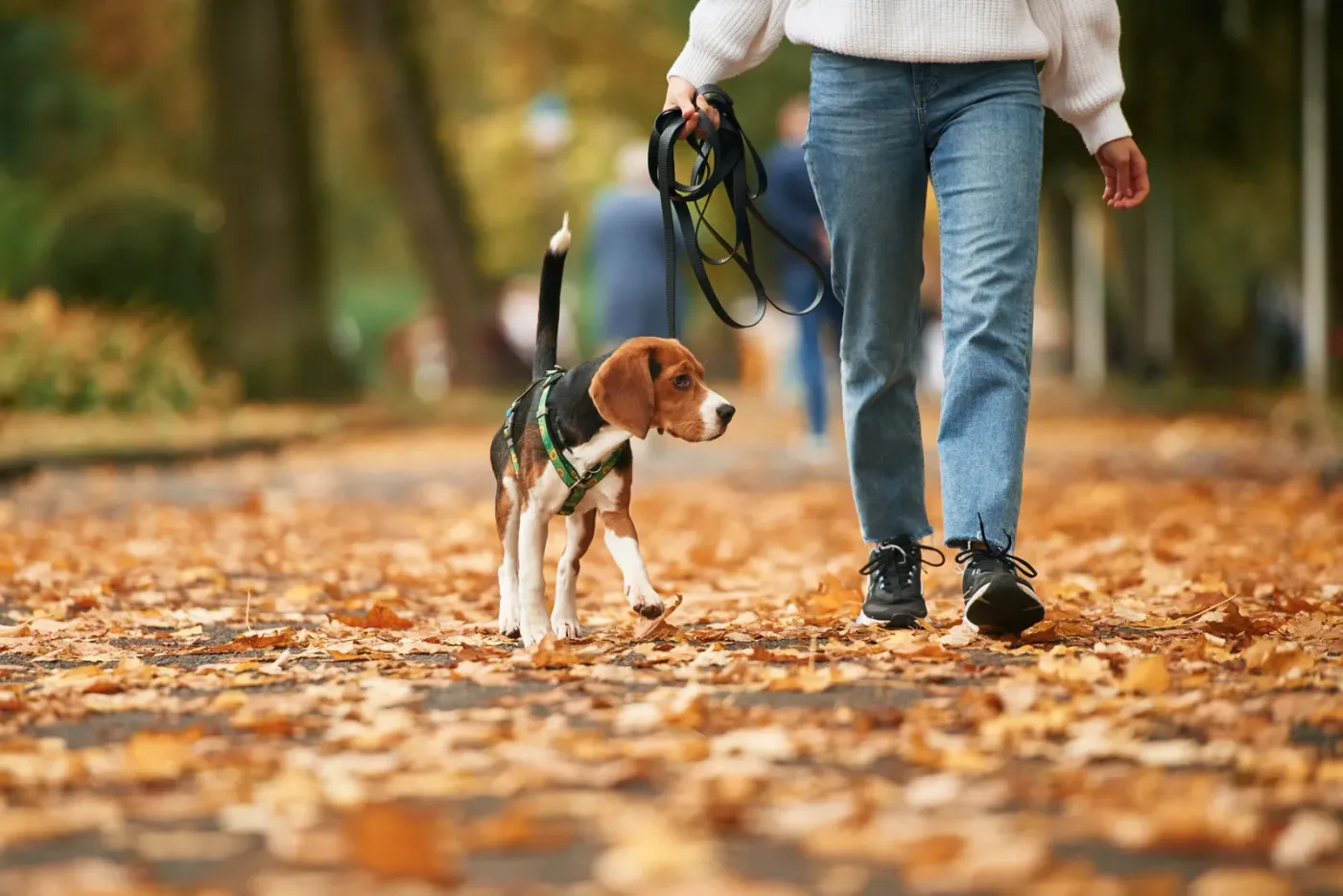 Beagle walking on a loose leash beside its owner through autumn leaves