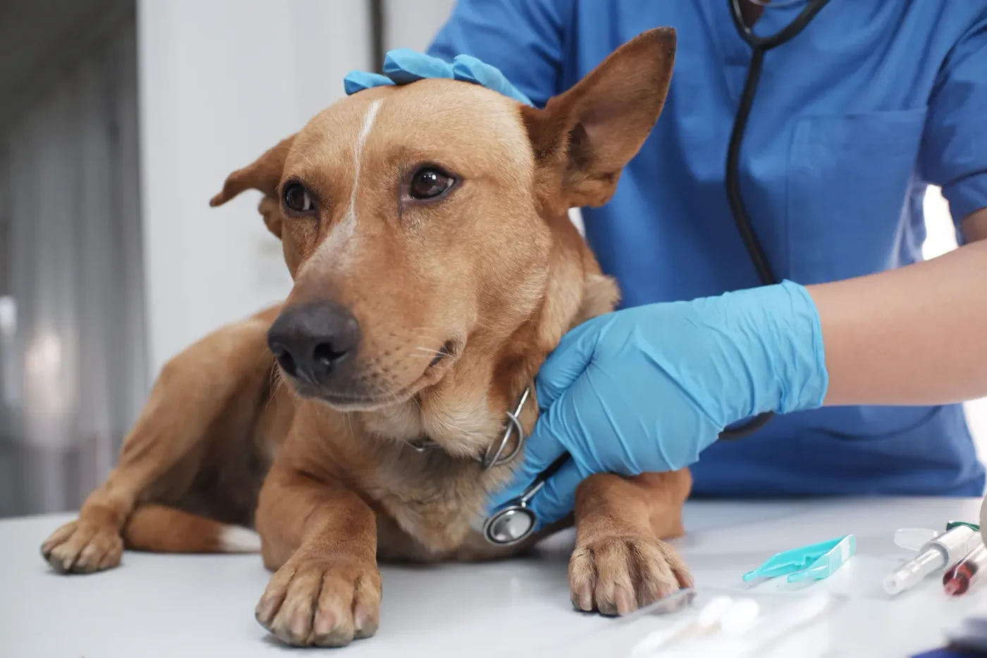 Veterinarian examining a dog at a clinic